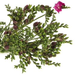 Freesie pink gefüllt Purple 16 Gramm