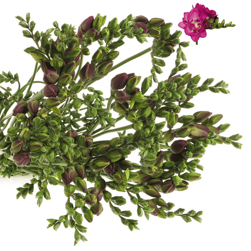 Freesie pink gefüllt Purple 16 Gramm