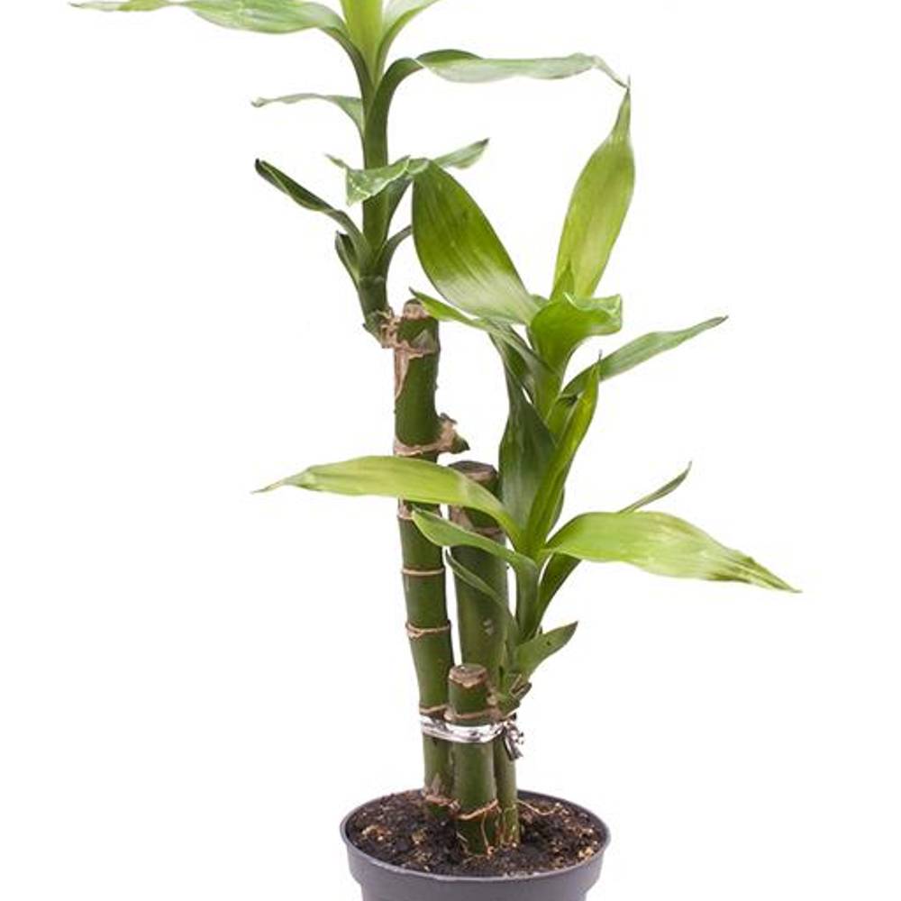 Dracaena Sanderiana Lucky Bamboo T06 H25
