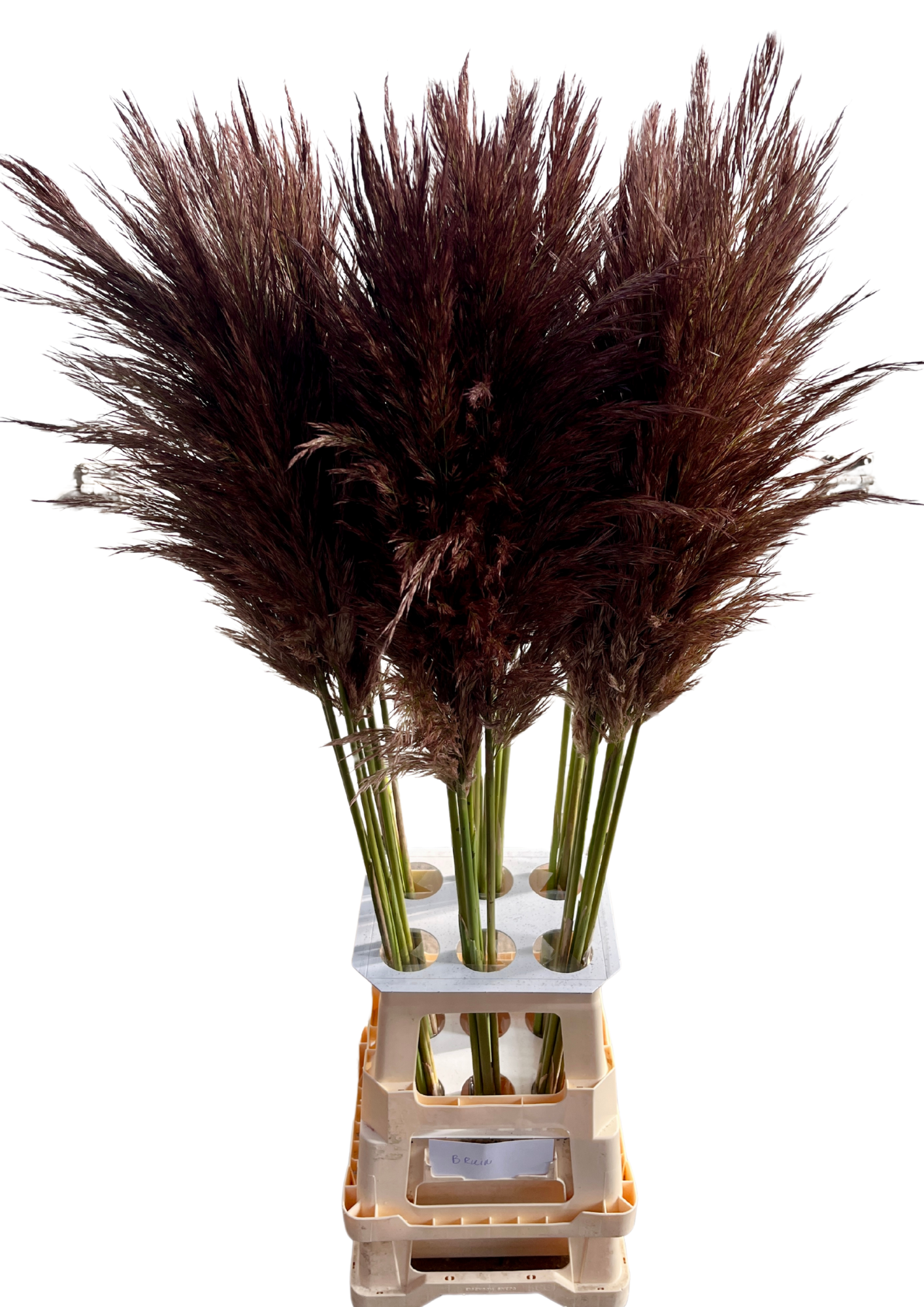 Pampas Frisch dunkel braun gefärbt 90cm