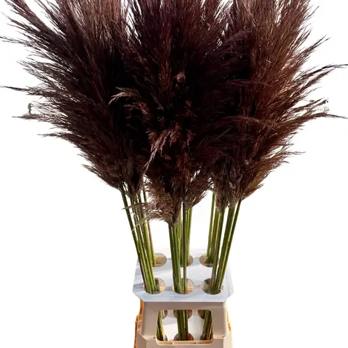 Pampas Frisch dunkel braun gefärbt 90cm
