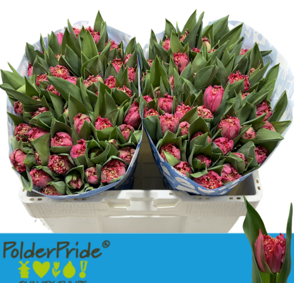 Tulpe rosa Fr La mour 38 Gramm