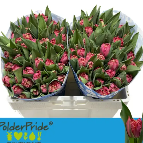 Tulpe rosa Fr La mour 38 Gramm