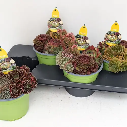 Sempervivum Trio T17 H24