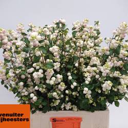 Schneebeere hell rosa/creme Magnificence 70cm