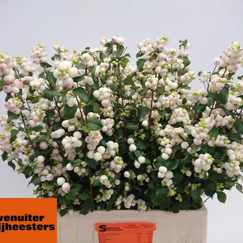 Schneebeere hell rosa/creme Magnificence 70cm