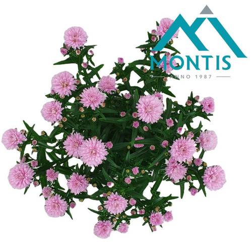 Aster hell rosa Showmaker T14 H025