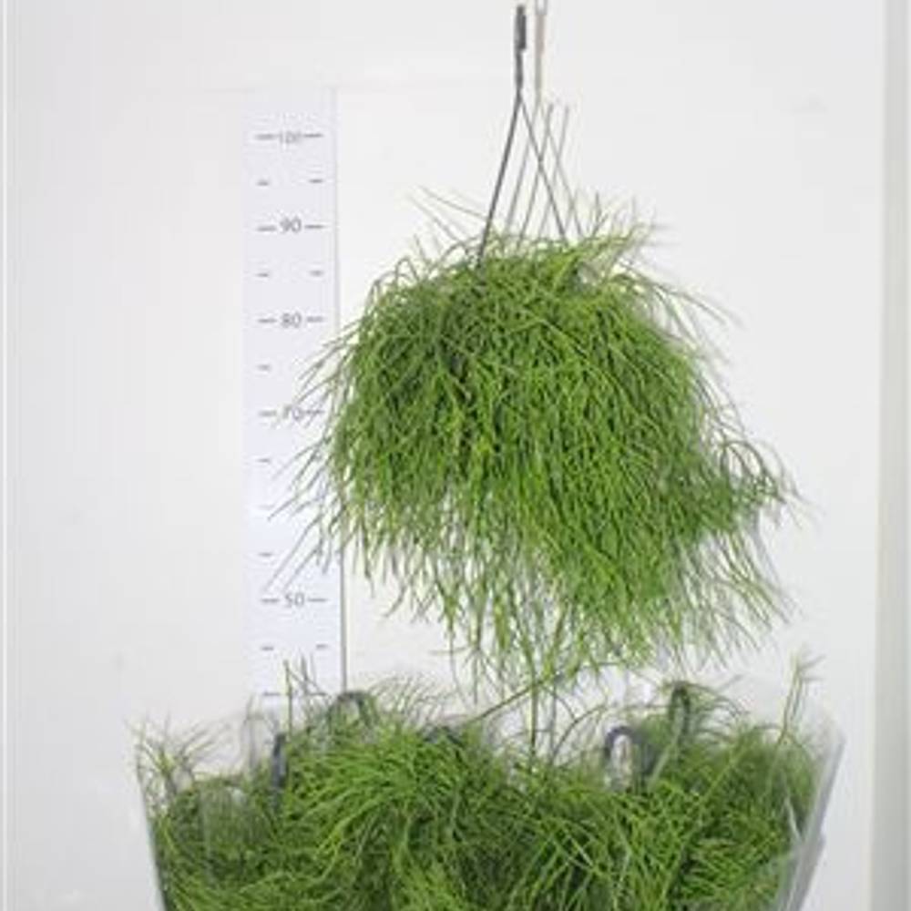 Rhipsalis Oasis Ampeltopf T17 H025