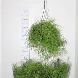 Rhipsalis Oasis Ampeltopf T17 H025