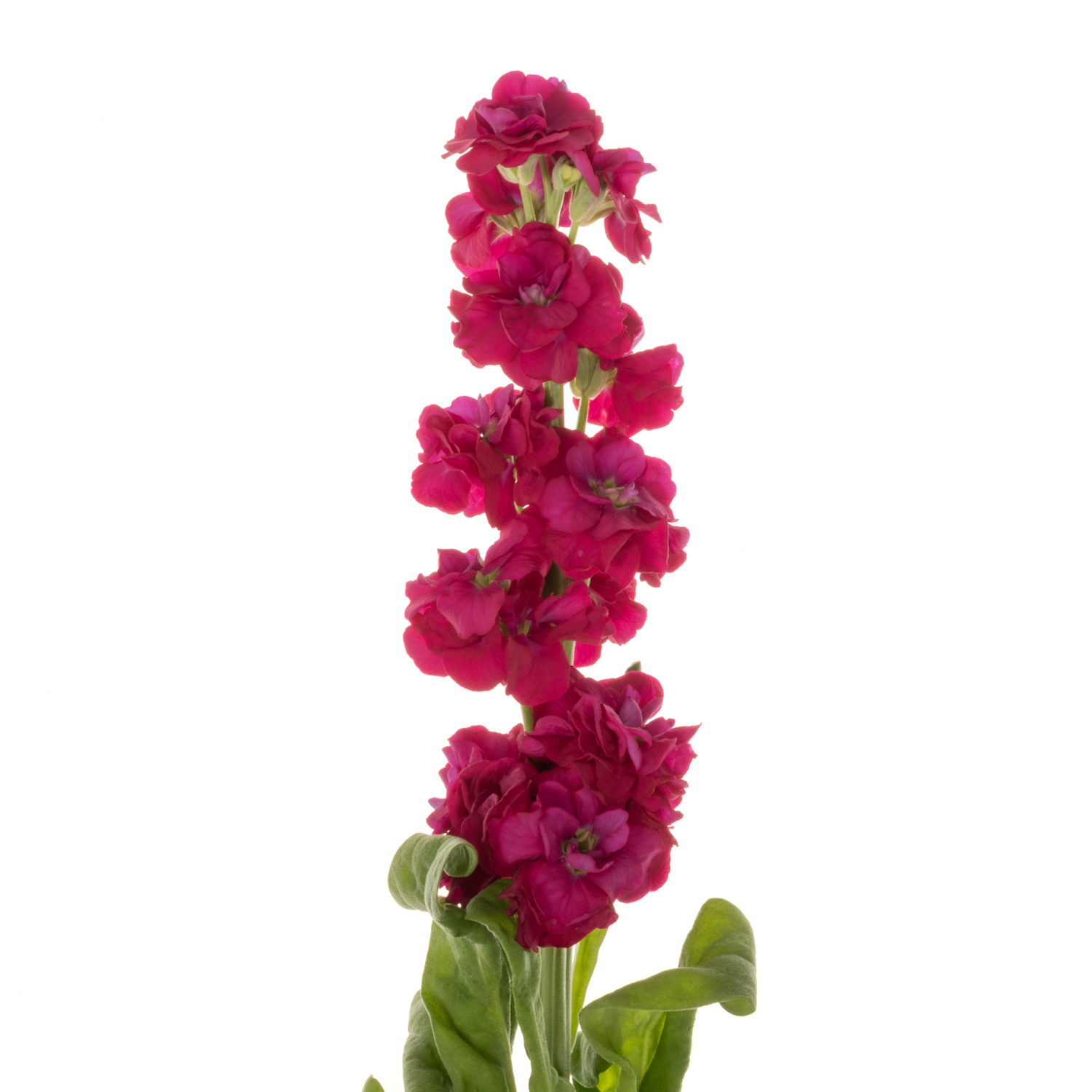 Levkoje  rot Impala Red 57cm