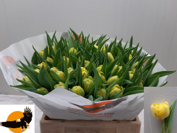 Tulpe gelb doppel Super bowl 40 Gramm