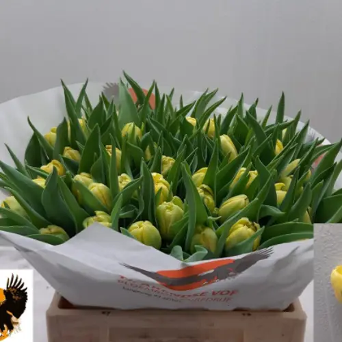 Tulpe gelb doppel Super bowl 40 Gramm
