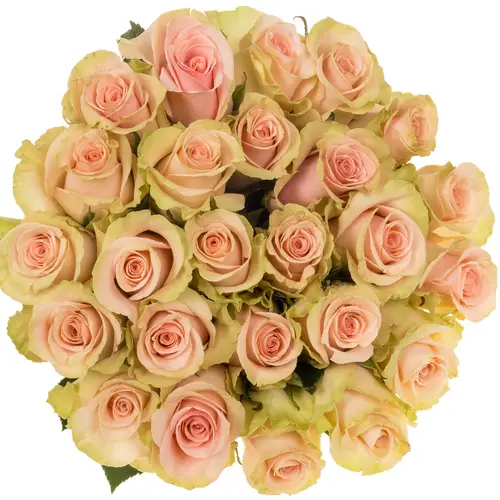 Rose rosa Absolute in Pink (Ec) 40cm