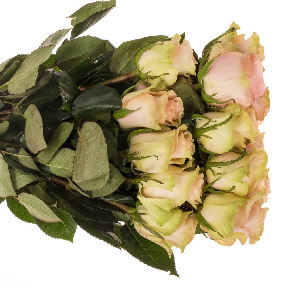 Rose rosa Absolute in Pink (Ec) 40cm