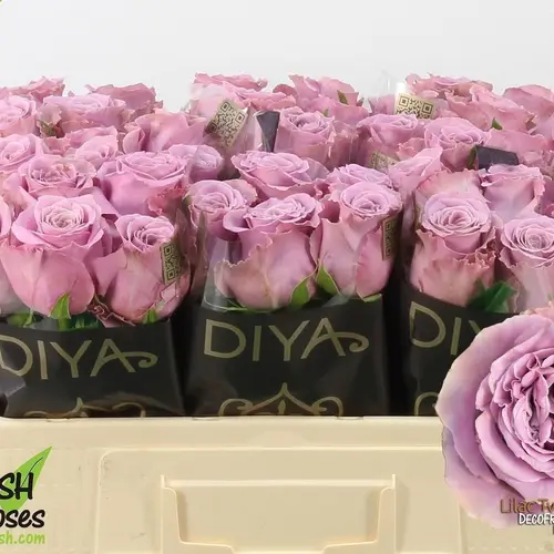 Rose lila Lilac Twirl 50cm