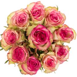 Rose creme/fuchsia Monique 40cm