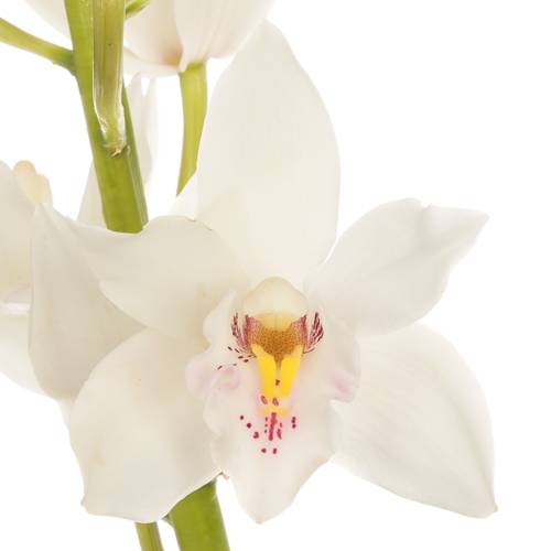 Mini Cymbidium weiss Margot 60cm 12+Blüte