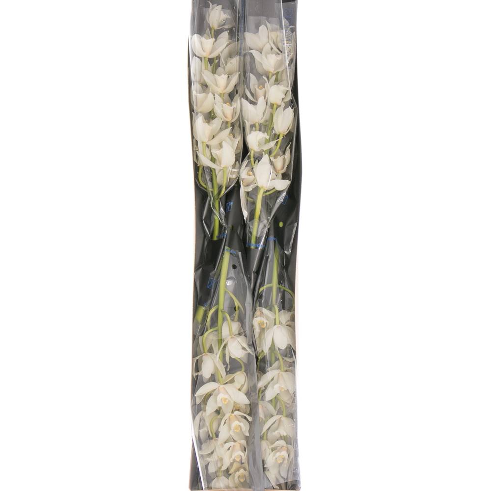 Mini Cymbidium weiss Margot 60cm 12+Blüte