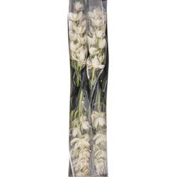 Mini Cymbidium weiss Margot 60cm 12+Blüte