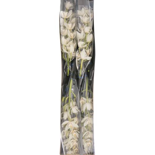 Mini Cymbidium weiss Margot 60cm 12+Blüte
