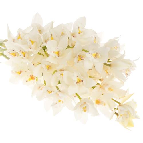Mini Cymbidium weiss Margot 60cm 12+Blüte