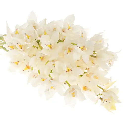 Mini Cymbidium weiss Margot 60cm 12+Blüte