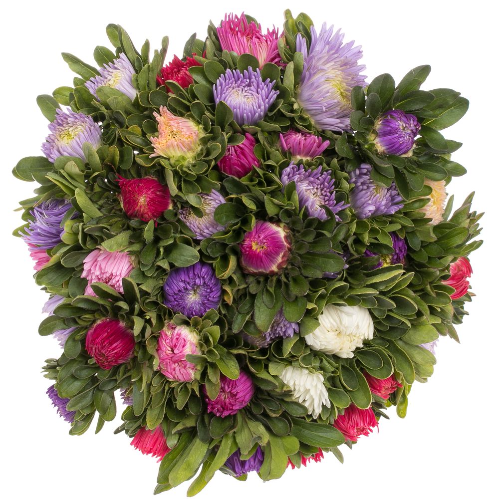 Aster mix Matador 35cm