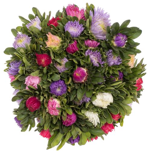 Aster mix Matador 35cm
