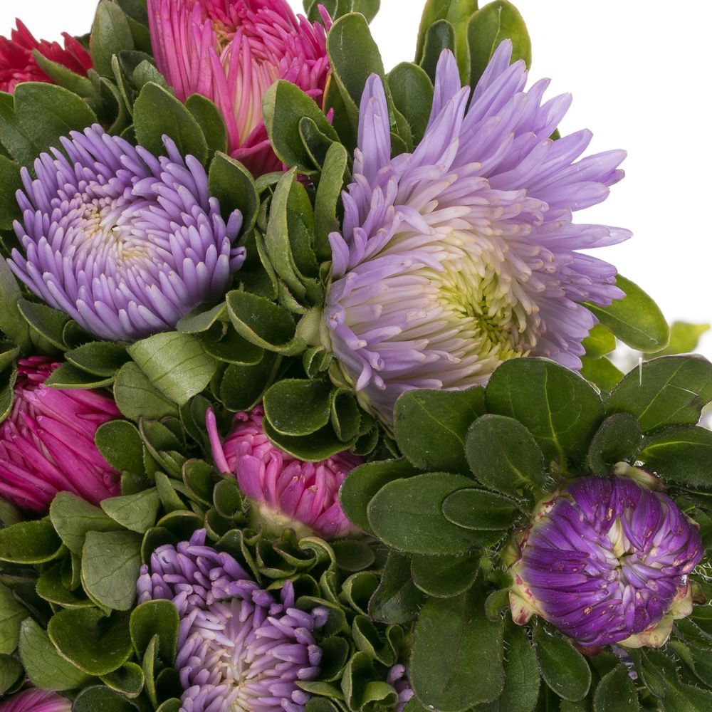 Aster mix Matador 35cm