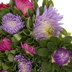 Aster mix Matador 35cm