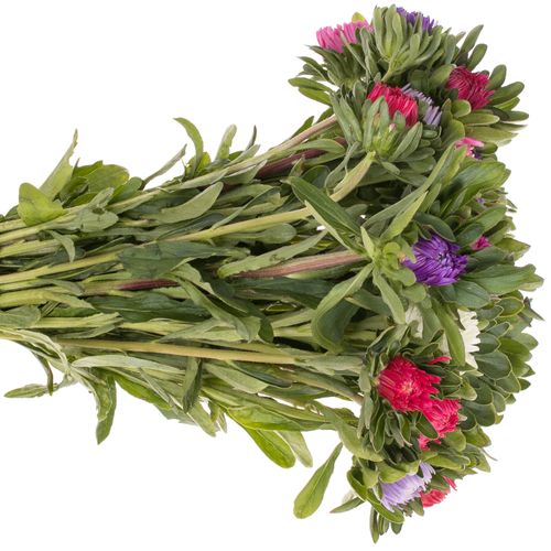 Aster mix Matador 35cm