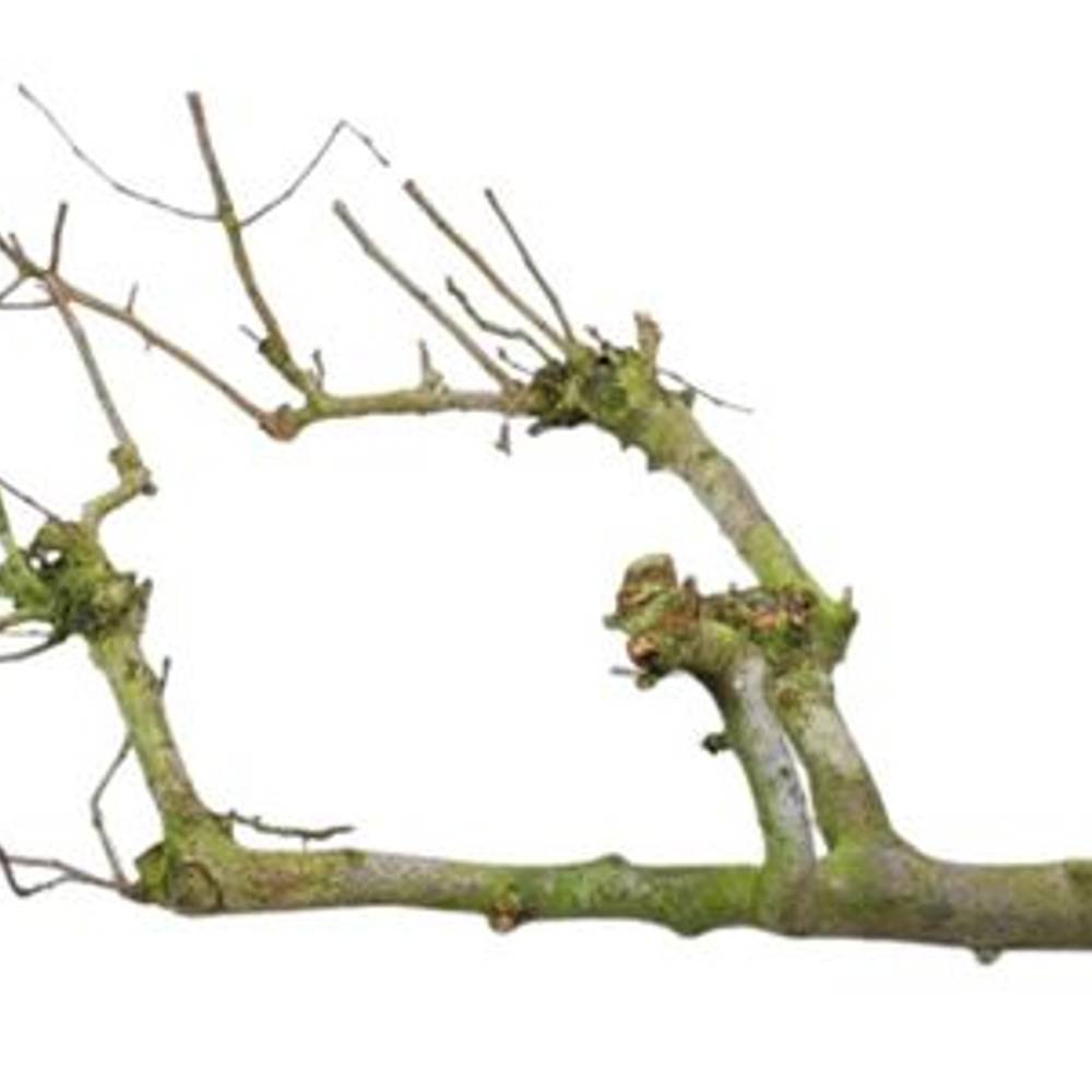 Trocken Zweig Birne gross