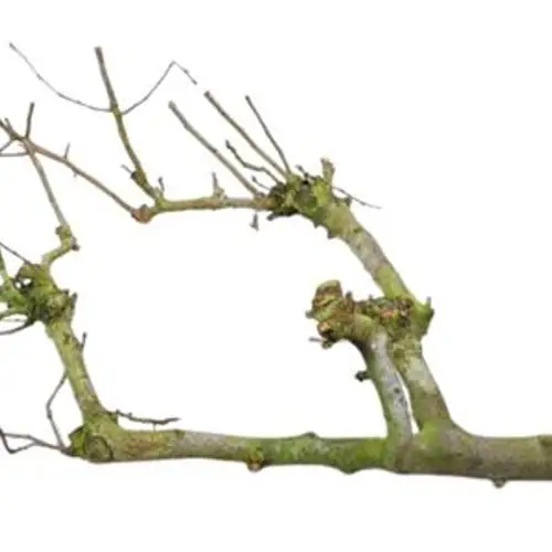 Trocken Zweig Birne gross