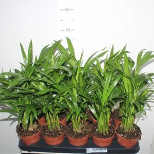Dypsis (Areca) Schnapch. Von Uhr T12 H040
