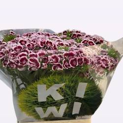 Bartnelke weinrot/weiss Maroon 70cm