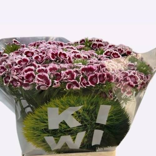 Bartnelke weinrot/weiss Maroon 70cm