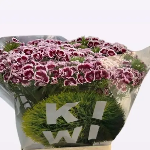 Bartnelke weinrot/weiss Maroon 70cm