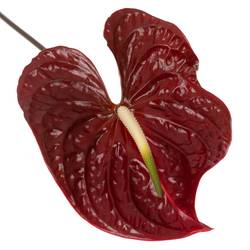 Anthurium rot Tropic Night Blüte 15cm