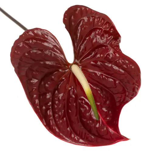 Anthurium rot Tropic Night Blüte 15cm