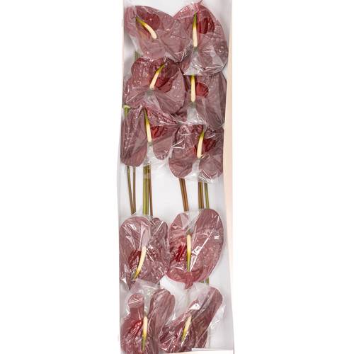 Anthurium rot Tropic Night Blüte 15cm