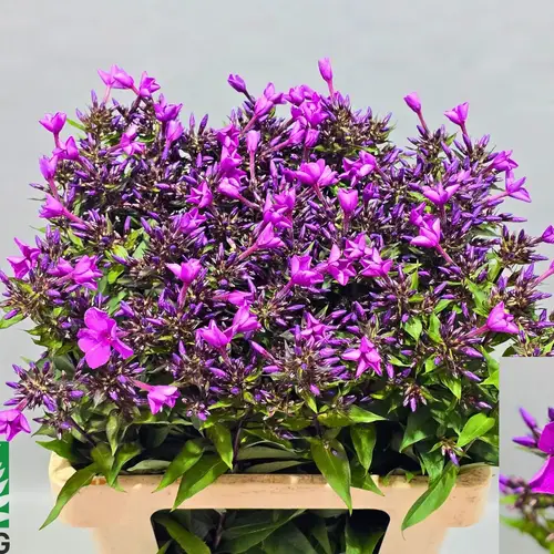 Phlox fuchsia GoGo_Blue 60cm