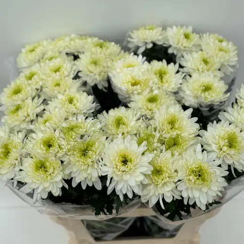 Chrys.Deko grün-creme Zembla Lime 80Gramm 80cm De