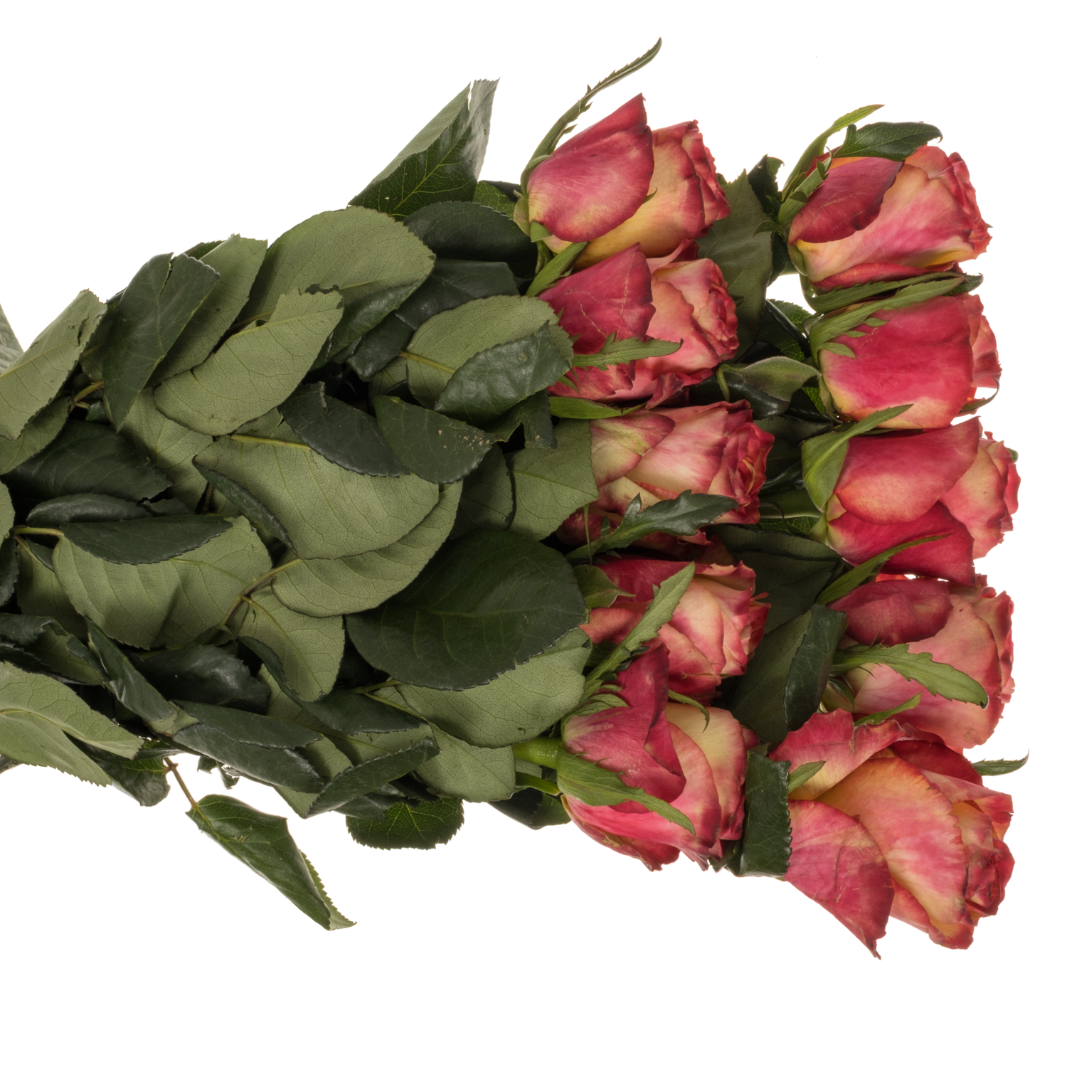 Rose dunkel gelb/rot Tiger 60cm