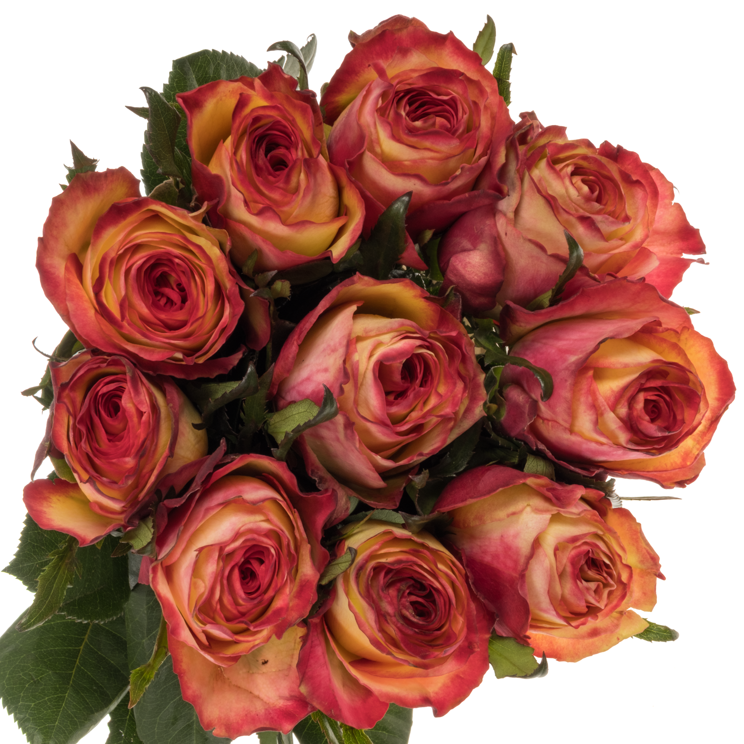 Rose dunkel gelb/rot Tiger 60cm