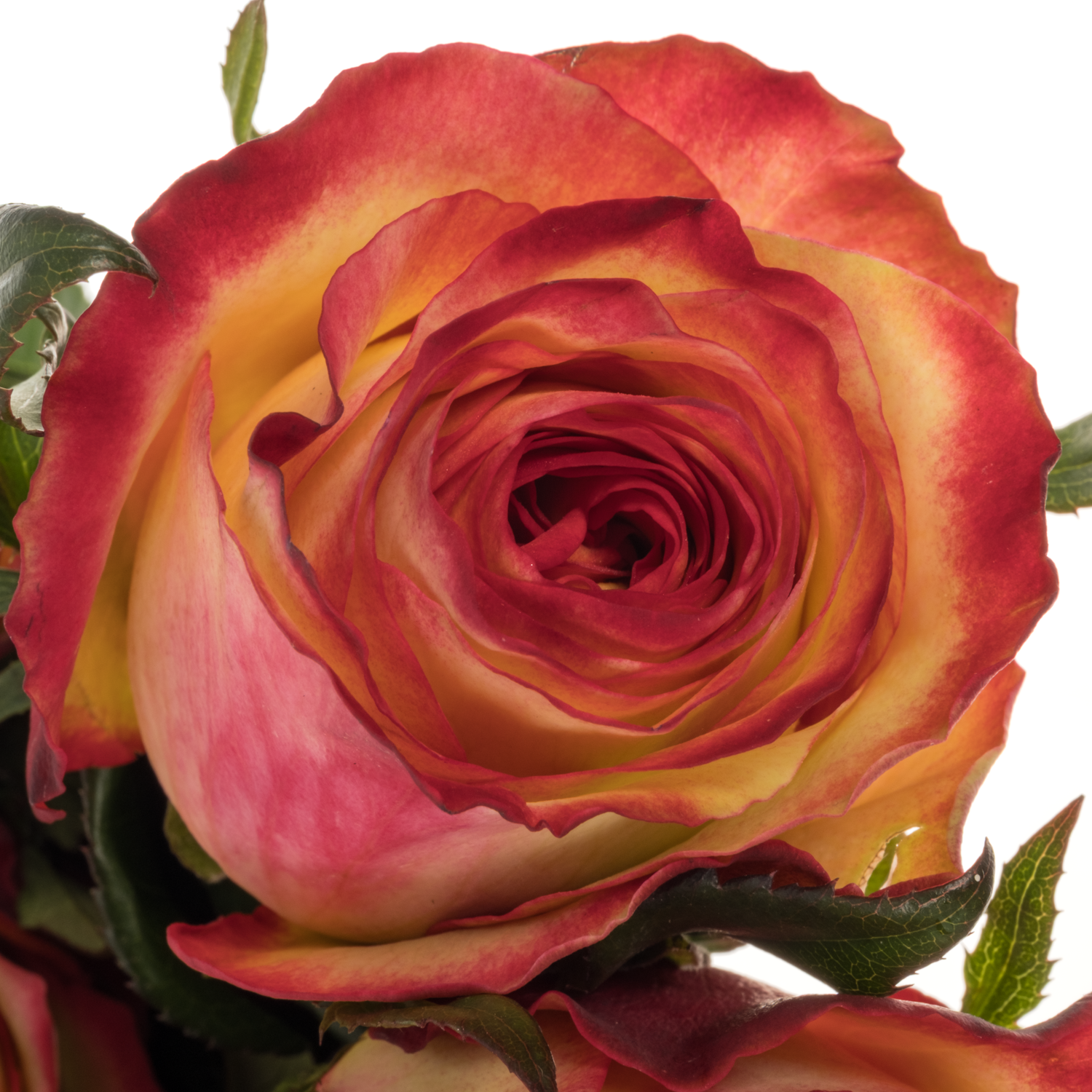 Rose dunkel gelb/rot Tiger 60cm