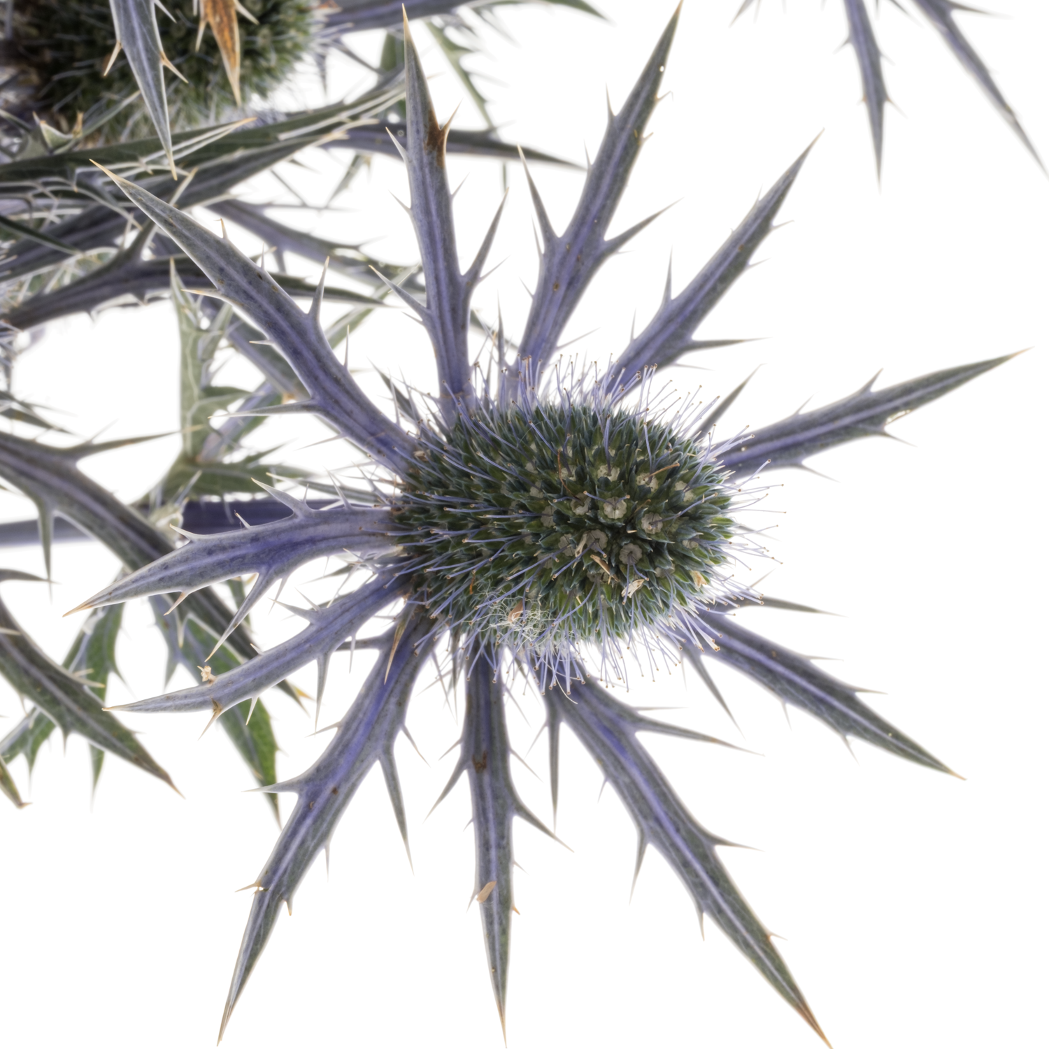 Distel dunkel lila Jos Eijking 70cm