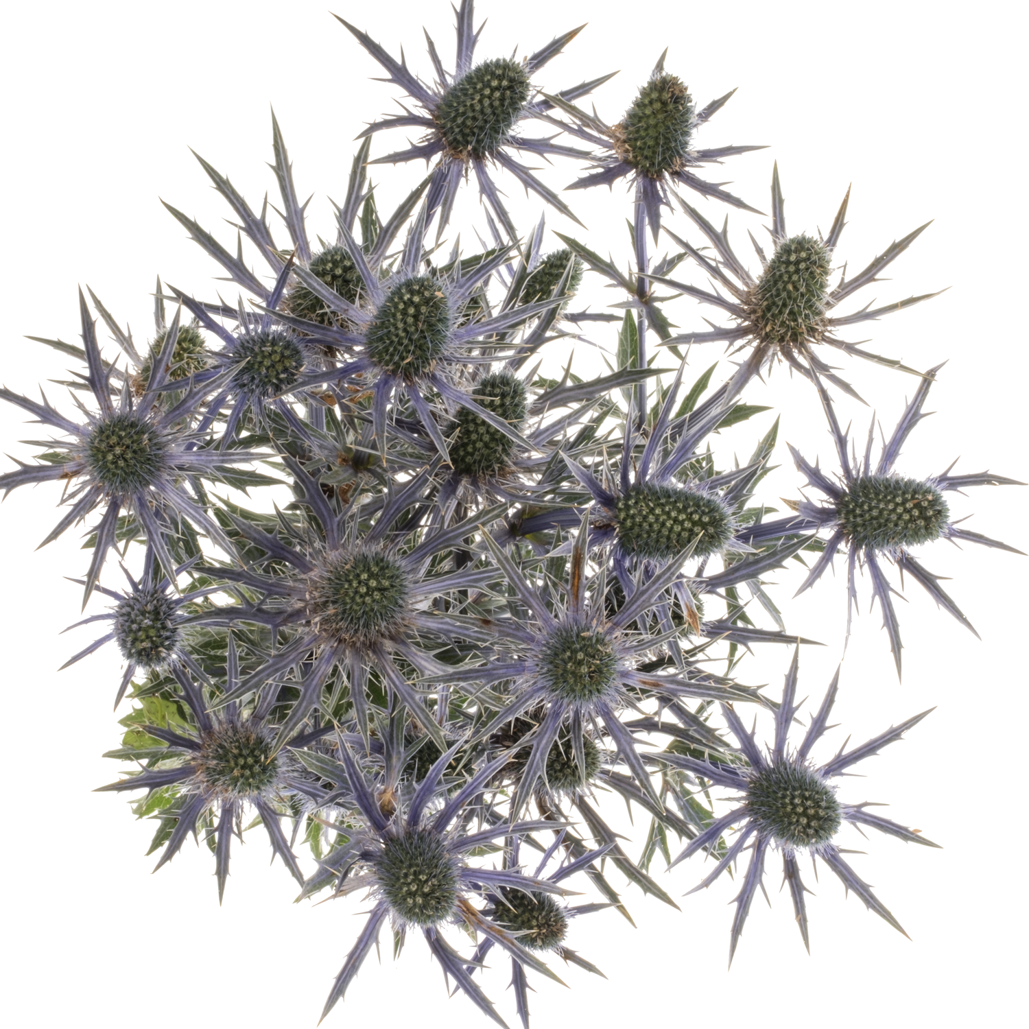 Distel dunkel lila Jos Eijking 70cm