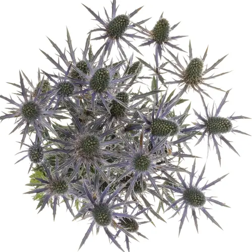 Distel dunkel lila Jos Eijking 70cm