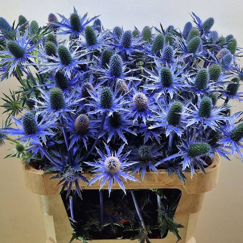 Distel dunkel lila Jos Eijking 80cm x 5