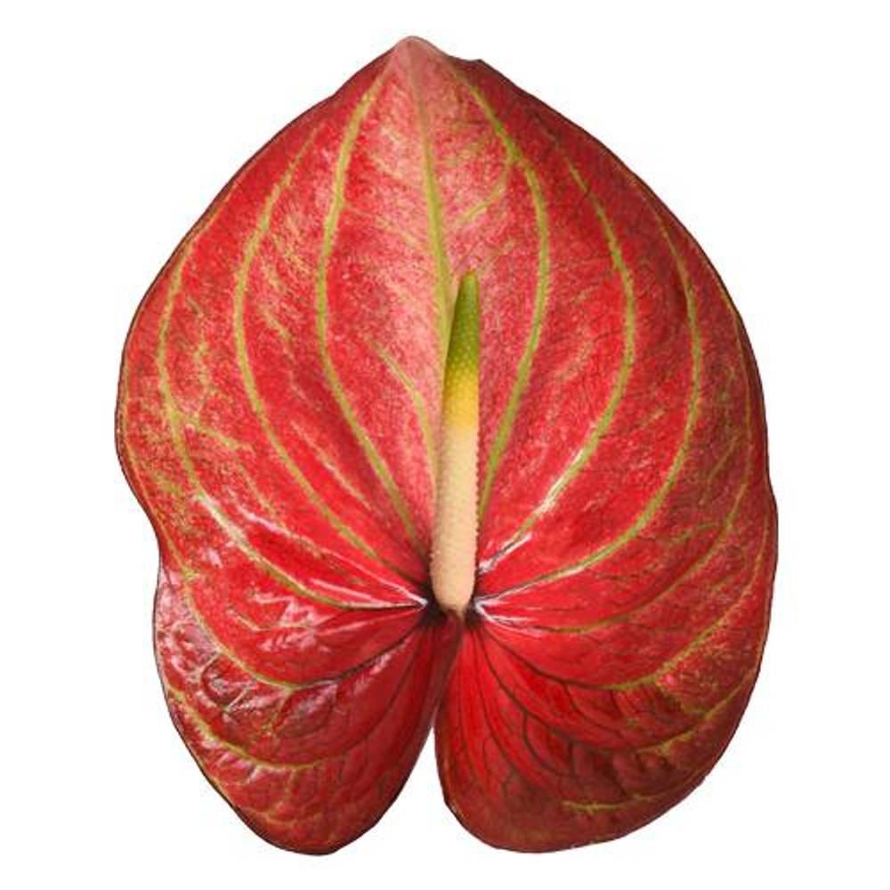 Anthurium rot Caribean 11cm